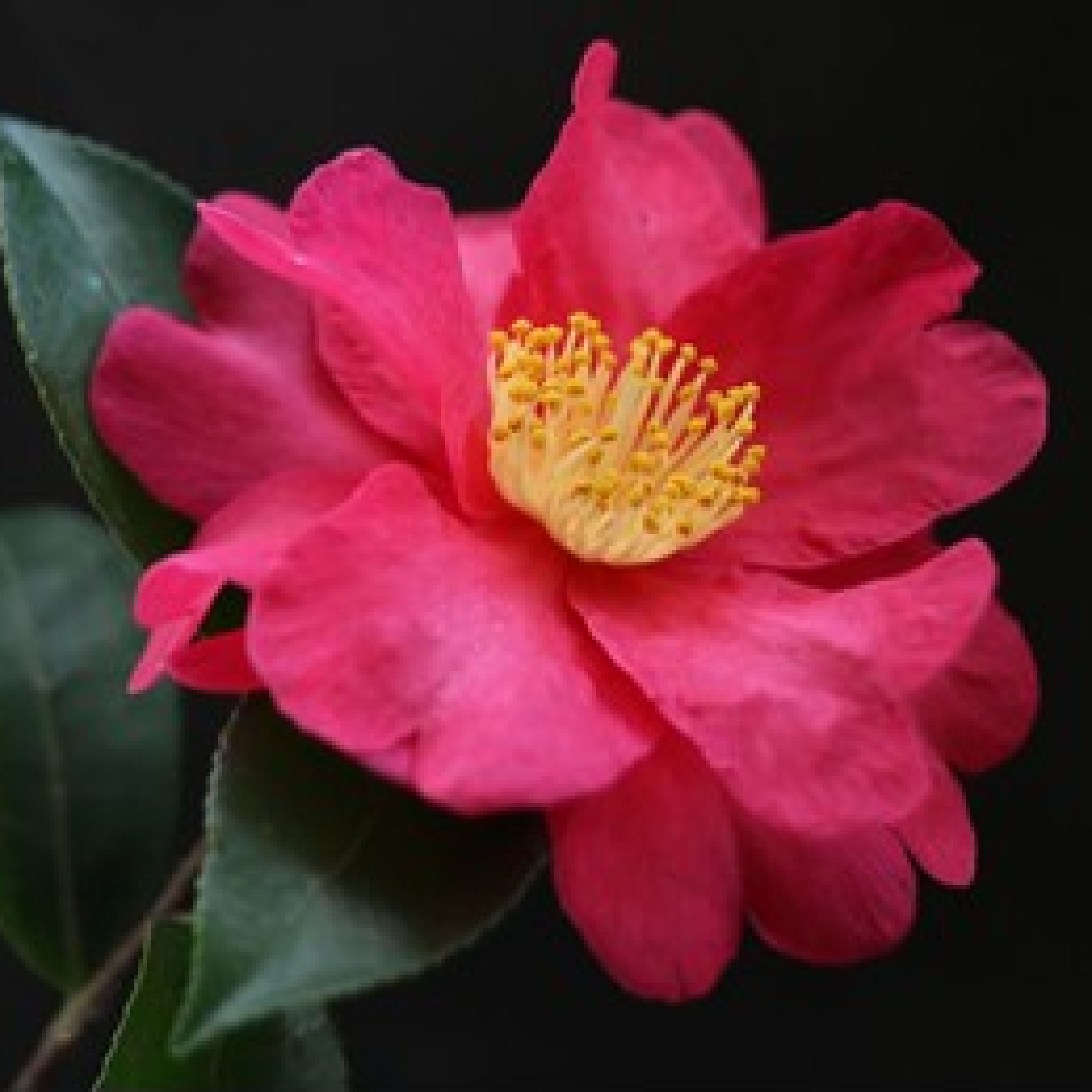 Tsubaki Camellia Soap